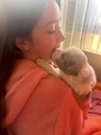 Border Collie for sale by BONDOG