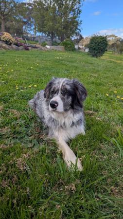 Border Collie for sale by BONDOG