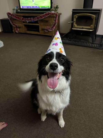 Border Collie for sale by BONDOG