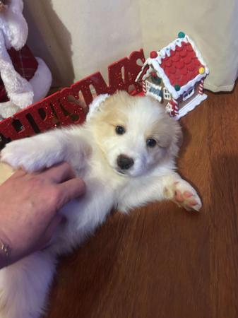 Border Collie for sale by BONDOG