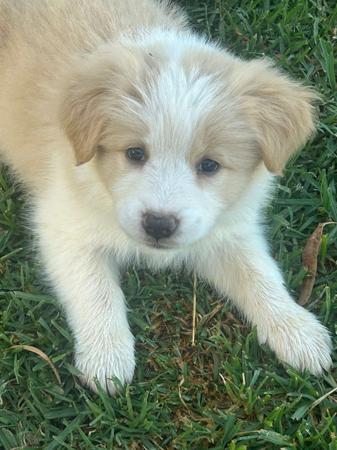 Border Collie for sale by BONDOG