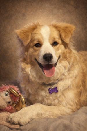 Border Collie for sale by BONDOG