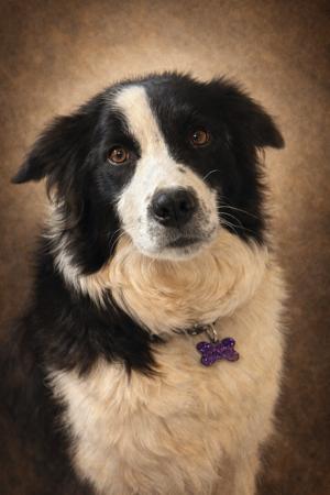 Border Collie for sale by BONDOG