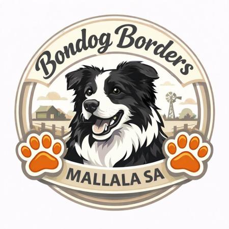 Border Collie for sale by BONDOGBORDERCOLLIES