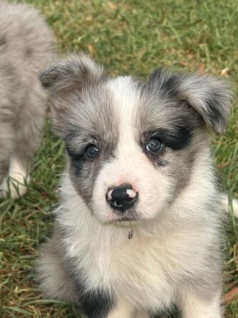 Border Collie puppy for sale by BONDOGBORDERCOLLIES