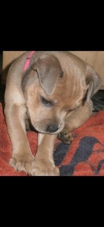 Staffordshire Bull Terrier for sale by BLUTANANGELS