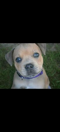 Staffordshire Bull Terrier for sale by BLUTANANGELS