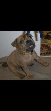 Staffordshire Bull Terrier for sale by BLUTANANGELS