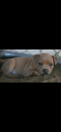 Staffordshire Bull Terrier for sale by BLUTANANGELS