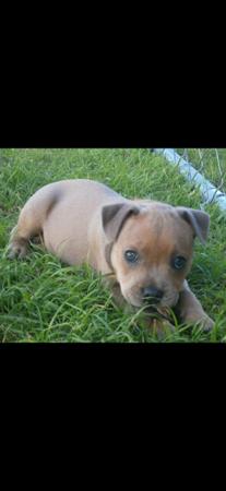 Staffordshire Bull Terrier for sale by BLUTANANGELS