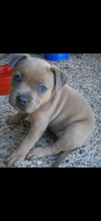 Staffordshire Bull Terrier for sale by BLUTANANGELS