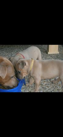 Staffordshire Bull Terrier for sale by BLUTANANGELS
