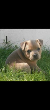 Staffordshire Bull Terrier for sale by BLUTANANGELS