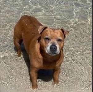 Staffordshire Bull Terrier for sale by BLUTANANGELS