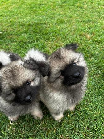 Keeshond puppy for sale by KLSANTAS