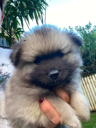 Keeshond puppy for sale by KLSANTAS