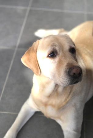 Labrador Retriever puppy for sale by MAUDE