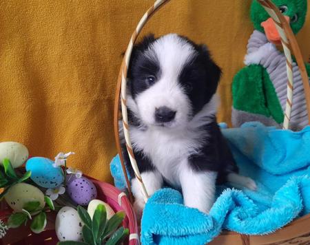 Border Collie puppy for sale by WOOFAME