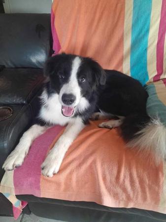 Border Collie puppy for sale by WOOFAME