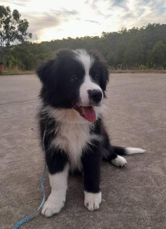 Border Collie puppy for sale by WOOFAME