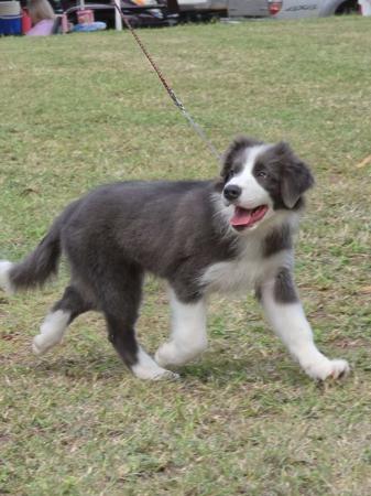 Woofame Believe It Or Not Border Collie