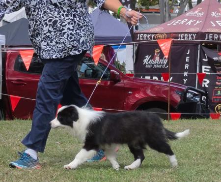 Woofame Splash Of Serendipity Border Collie