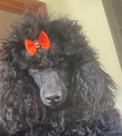 Poodle (Miniature) for sale by JONJE