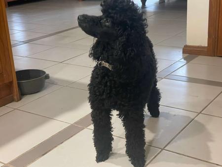 Poodle (Miniature) for sale by JONJE