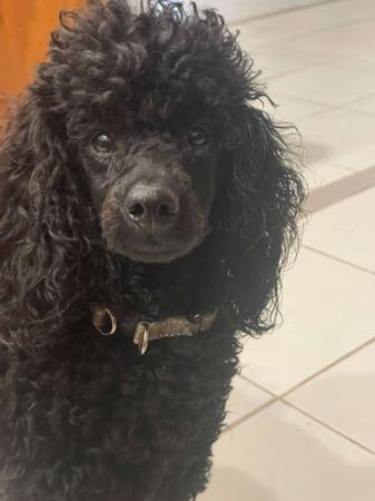 Poodle (Miniature) for sale by JONJE