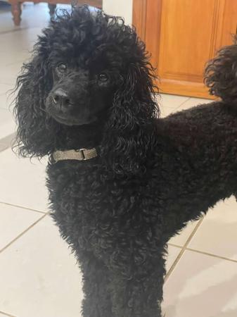 Poodle (Miniature) for sale by JONJE