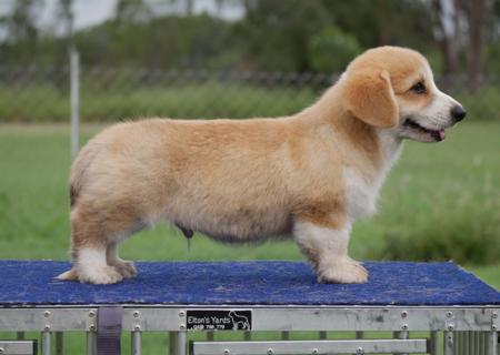 Welsh Corgi (Pembroke) puppy for sale by CARENCI