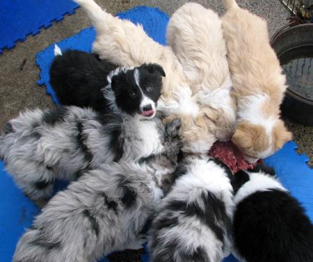 Border Collie for sale by MAPLEBORDERS
