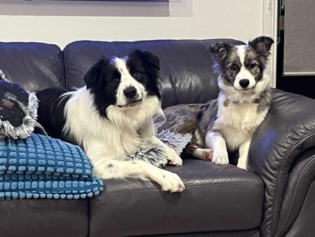 Border Collie for sale by MAPLEBORDERS