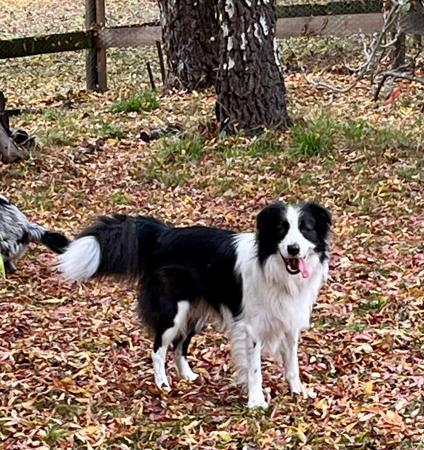 Border Collie for sale by MAPLEBORDERS