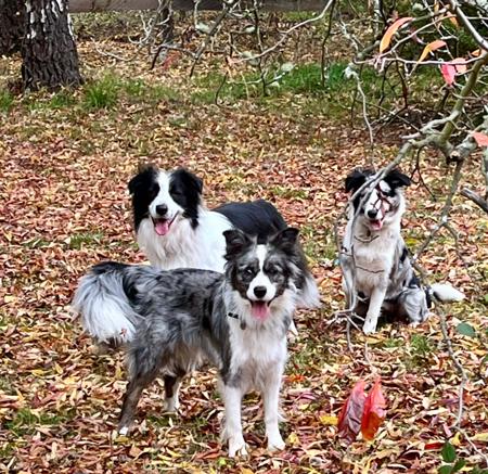 Border Collie for sale by MAPLEBORDERS