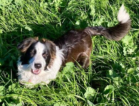 Border Collie for sale by MAPLEBORDERS