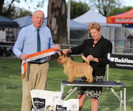 Norwich Terrier for sale by DASSIN