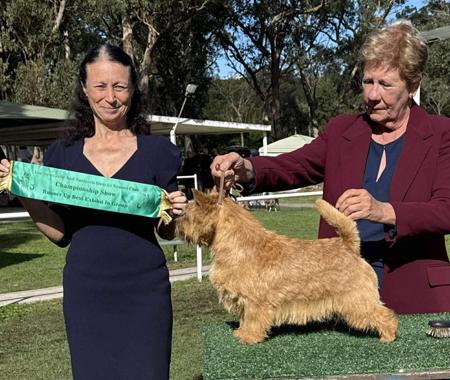 Norwich Terrier for sale by DASSIN