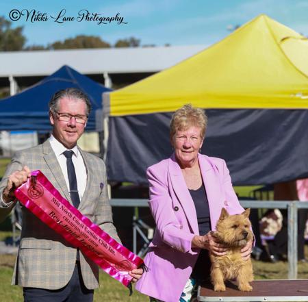 Norwich Terrier for sale by DASSIN