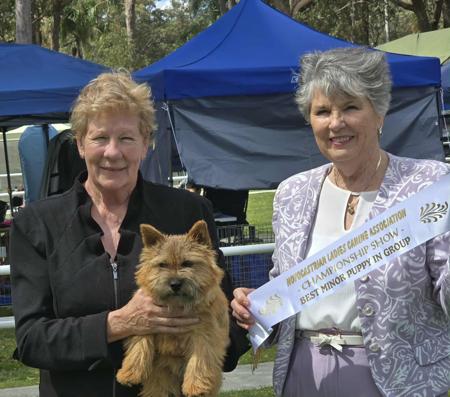 Norwich Terrier for sale by DASSIN