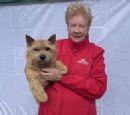 Norwich Terrier for sale by DASSIN