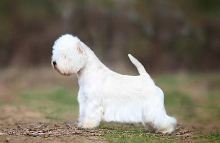 West Highland White Terrier puppy for sale by DASSIN