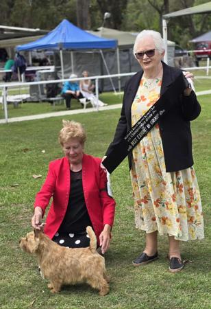 Norwich Terrier for sale by DASSIN