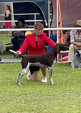 German Shorthaired Pointer for sale by GERMANICUS