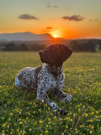 German Shorthaired Pointer for sale by GERMANICUS