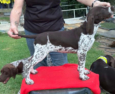 German Shorthaired Pointer for sale by GOODKAM