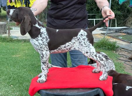 German Shorthaired Pointer for sale by GERMANICUS