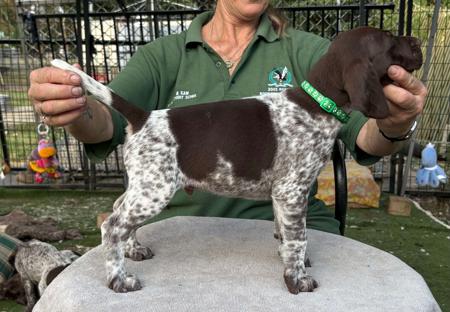 German Shorthaired Pointer for sale by GERMANICUS