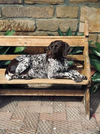 German Shorthaired Pointer puppy for sale by GOODKAM