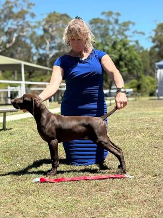 German Shorthaired Pointer dog for sale by GOODKAM